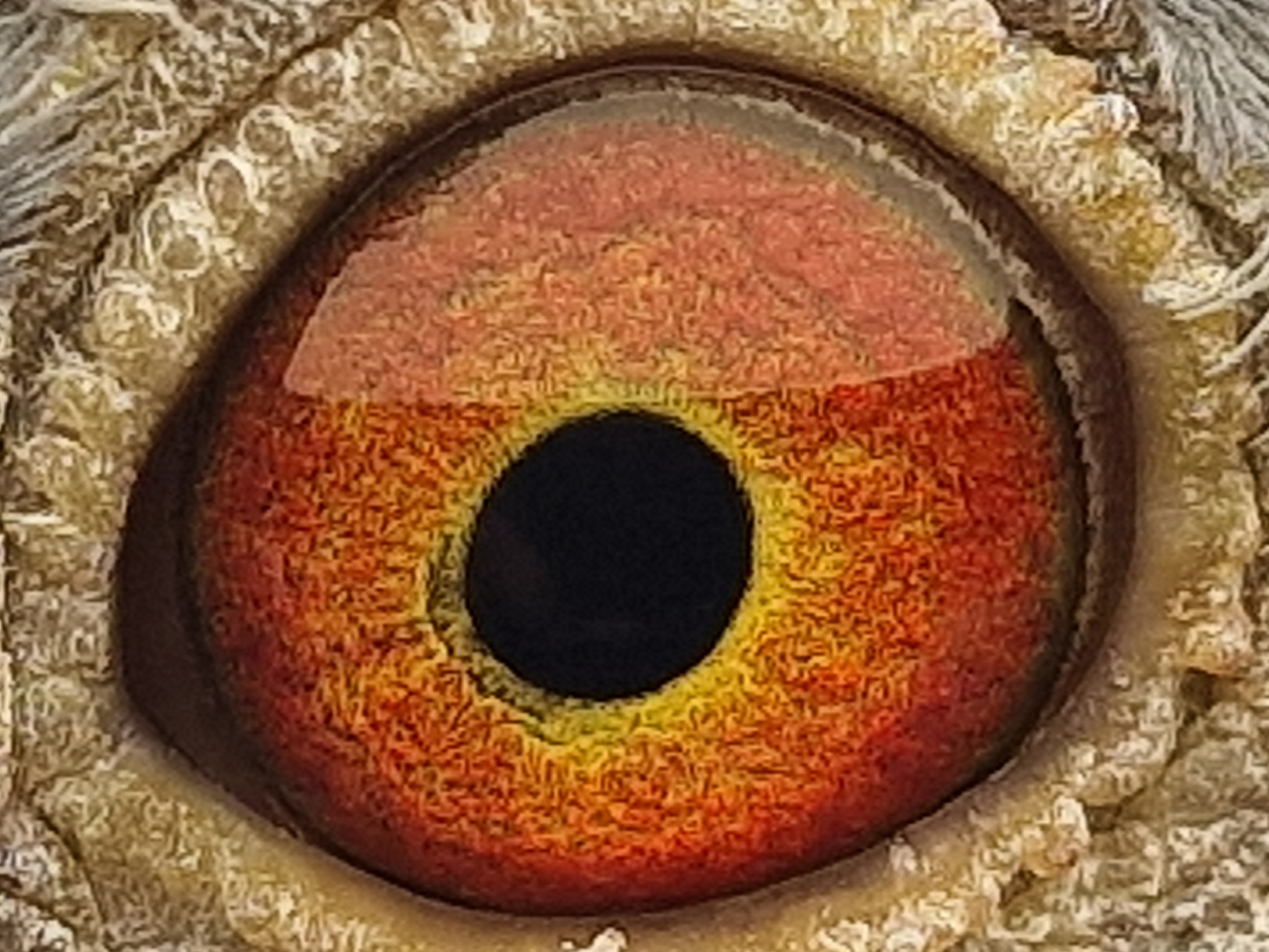 Pigeon eye